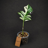 Variegated Monstera Albo - White Albo Borsigiana (Aug-25-39)