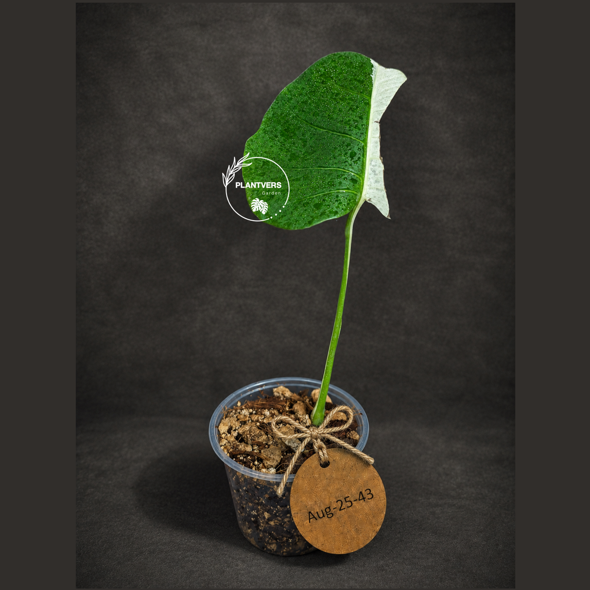 Variegated Monstera Albo - Half Moon Leaf (Aug-25-43)