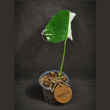Variegated Monstera Albo - Half Moon Leaf (Aug-25-43)