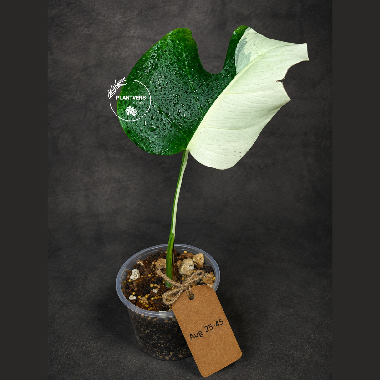 Variegated Monstera Albo - Half Moon Leaf (Aug-25-45)