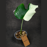 Variegated Monstera Albo - Half Moon Leaf (Aug-25-45)