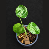 Monstera “Bulbasaur” Variegated - Exact Plant - (Sep-8-10)