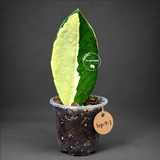 Variegated ZZ Gold Live Plant - Zamioculcas Zamiifolia (Sep-9-1)