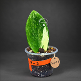 Variegated ZZ Gold Live Plant - Zamioculcas Zamiifolia (Sep-9-3)