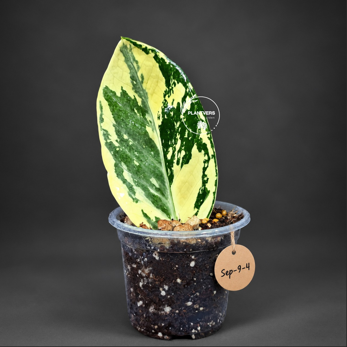 Variegated ZZ Gold Live Plant - Zamioculcas Zamiifolia (Sep-9-4)