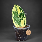 Variegated ZZ Gold Live Plant - Zamioculcas Zamiifolia (Sep-9-4)