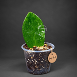 Variegated ZZ Gold Live Plant - Zamioculcas Zamiifolia (Sep-9-5)