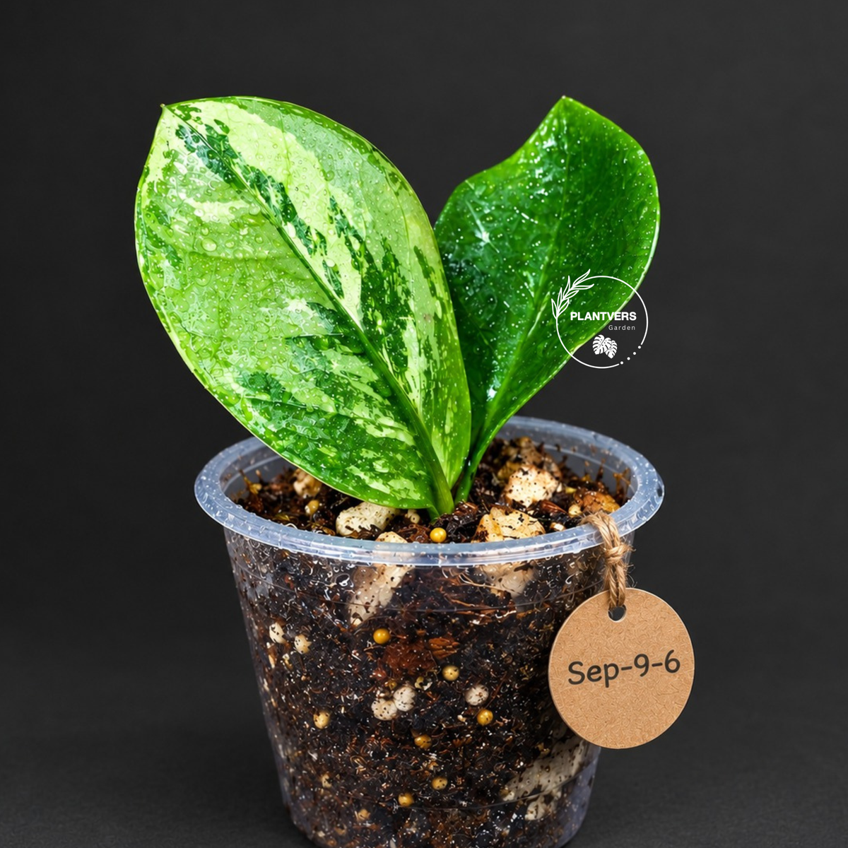 Variegated ZZ Gold Live Plant - Zamioculcas Zamiifolia (Sep-9-6)