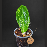 Variegated ZZ Gold Live Plant - Zamioculcas Zamiifolia (Sep-9-7)