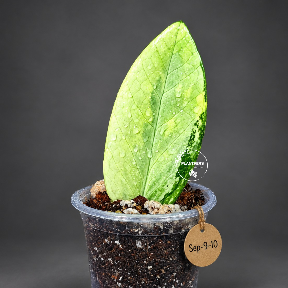 Variegated ZZ Gold Live Plant - Zamioculcas Zamiifolia (Sep-9-10)