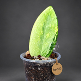 Variegated ZZ Gold Live Plant - Zamioculcas Zamiifolia (Sep-9-10)