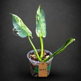 Variegated ‘Silver sword’ Philodendron -(Aug-11-50)