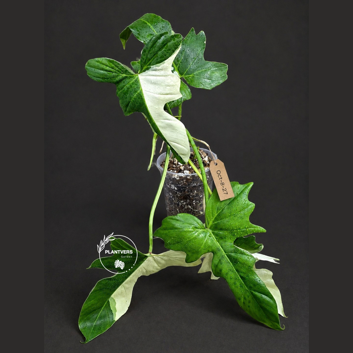 Variegated Golden Dragon Philodendron - EXACT Plant (Oct-8-27)