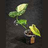 Philodendron Gloriosum Tricolor Variegated (Sep-11-43)