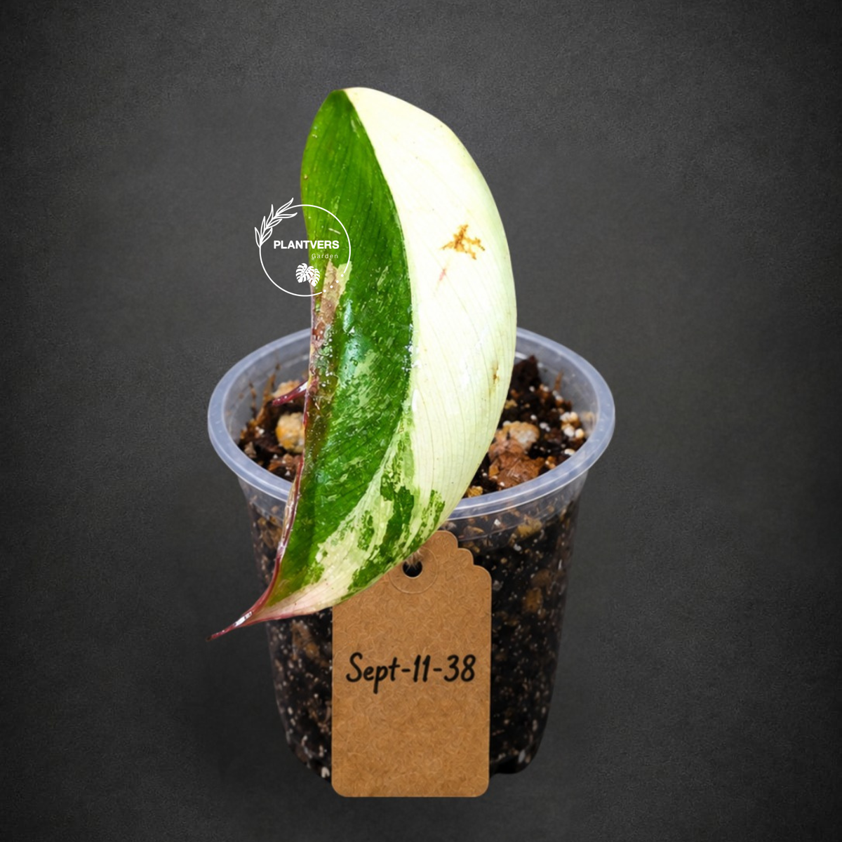 Rare Philodendron Strawberry Shake Variegated (Sep-11-38)