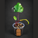Rare Philodendron Strawberry Shake Variegated (Sep-11-41)