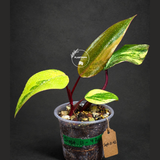 Rare Philodendron Strawberry Shake Variegated (Sep-11-42)