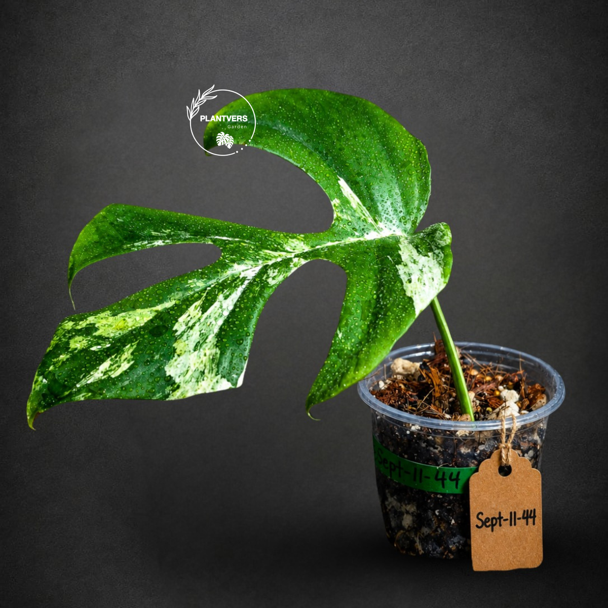 Variegated Rhaphidophora Tetrasperma Migma - (Sep-11-44)