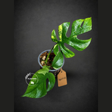 Rhaphidophora Tetrasperma Variegated - Rare Mini Monstera Live Plant - Exact SAME Plant - US Seller