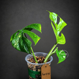 Rhaphidophora Tetrasperma Variegated - Rare Mini Monstera Live Plant - Exact SAME Plant - US Seller