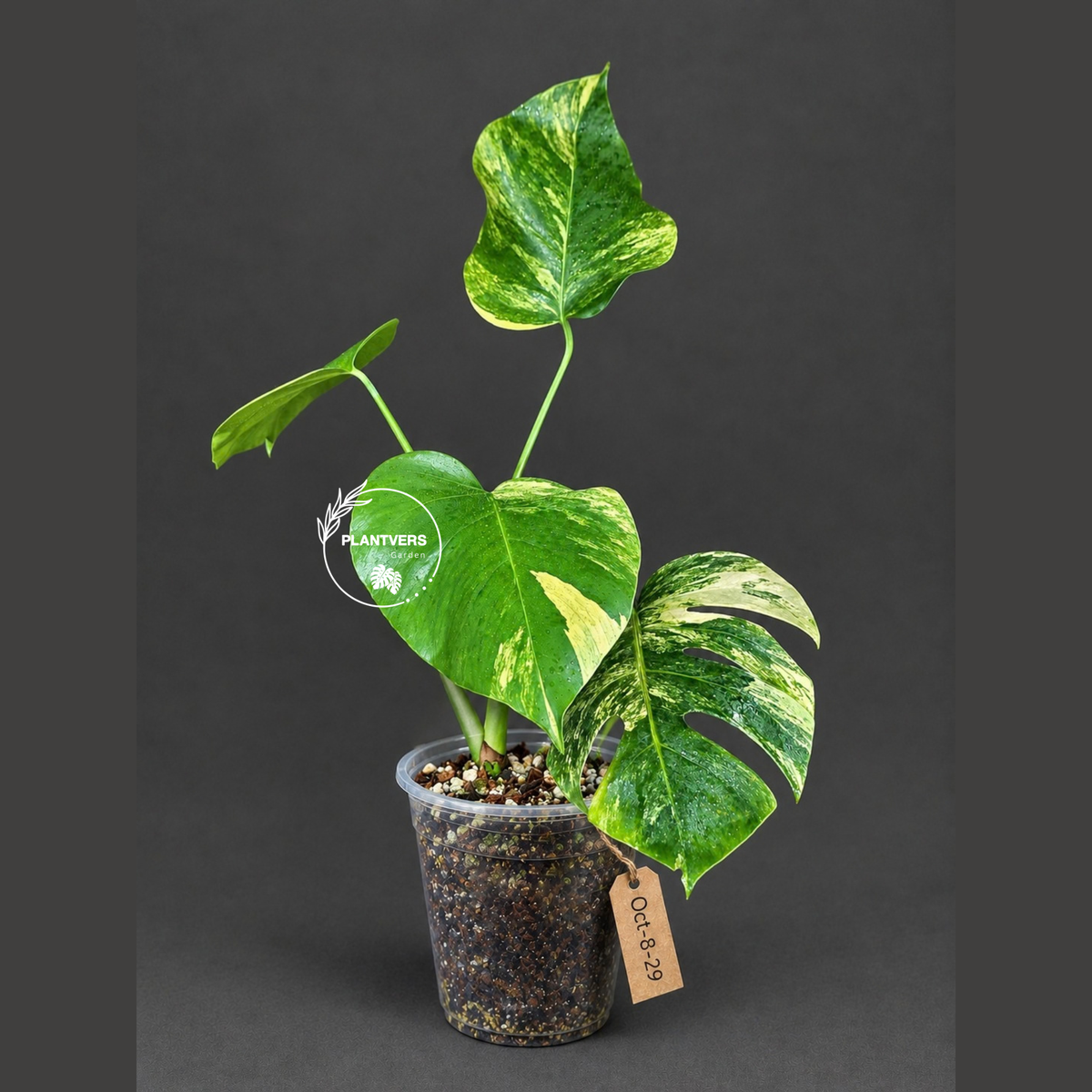 Monstera Borsigiana Aurea Variegated (Oct-8-29)