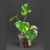 Monstera Borsigiana Aurea Variegated (Oct-8-29)