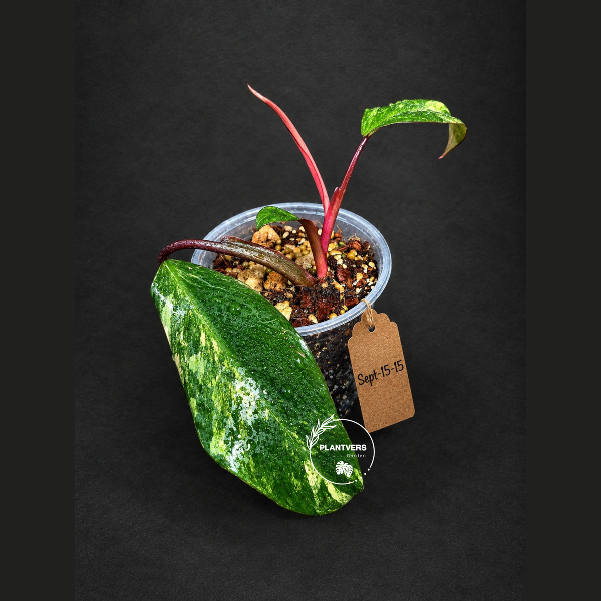 Rare Philodendron Strawberry Shake Variegated (Sep-15-15)