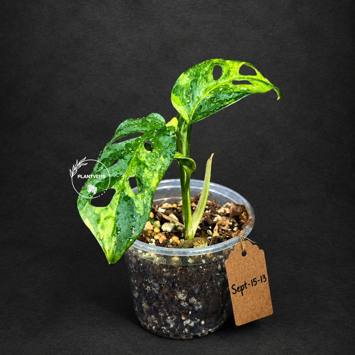 Monstera Adansonii Aurea Variegated (Sep-15-13)