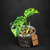 Monstera Adansonii Aurea Variegated (Sep-15-13)