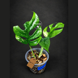 Variegated Rhaphidophora Tetrasperma Albo - (Sep-15-14)