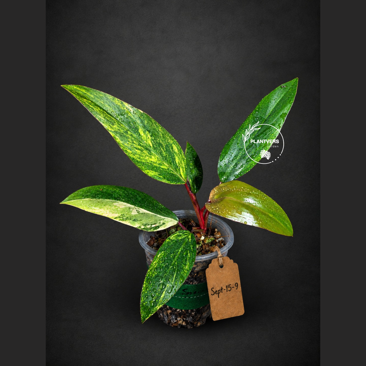 Rare Philodendron Strawberry Shake Variegated (Sep-15-9)