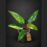 Rare Philodendron Strawberry Shake Variegated (Sep-15-9)