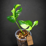 Variegated Rhaphidophora Tetrasperma Albo - (Sep-15-8)