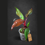 Philodendron Orange Princess - Rare Collector Plant (Sep-15-7)