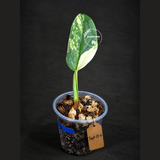 Variegated Silver sword Philodendron -(Sep-15-6)