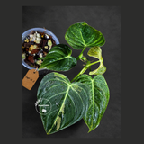 Variegated Philodendron Melanochrysum Live Plant (Sep-15-5)