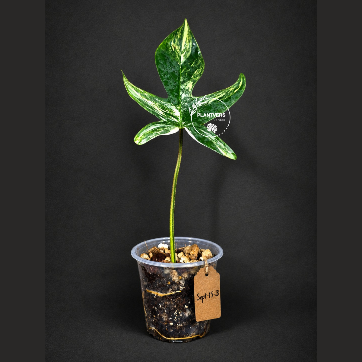 Variegated Philodendron Florida Beauty Live Plant (Sep-15-3)