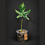 Variegated Philodendron Florida Beauty Live Plant (Sep-15-3)