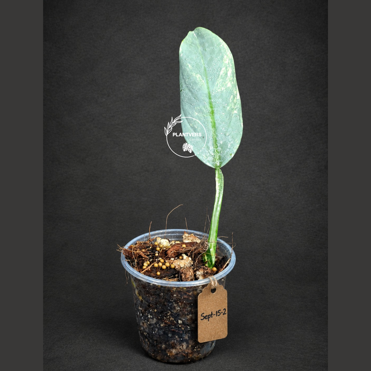 Variegated Silver sword Philodendron -(Sep-15-2)