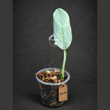 Variegated Silver sword Philodendron -(Sep-15-2)