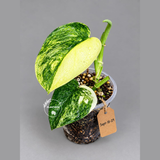 Scindapsus Jade Satin Variegated - Yellow Variegation - (Sep-18-29)