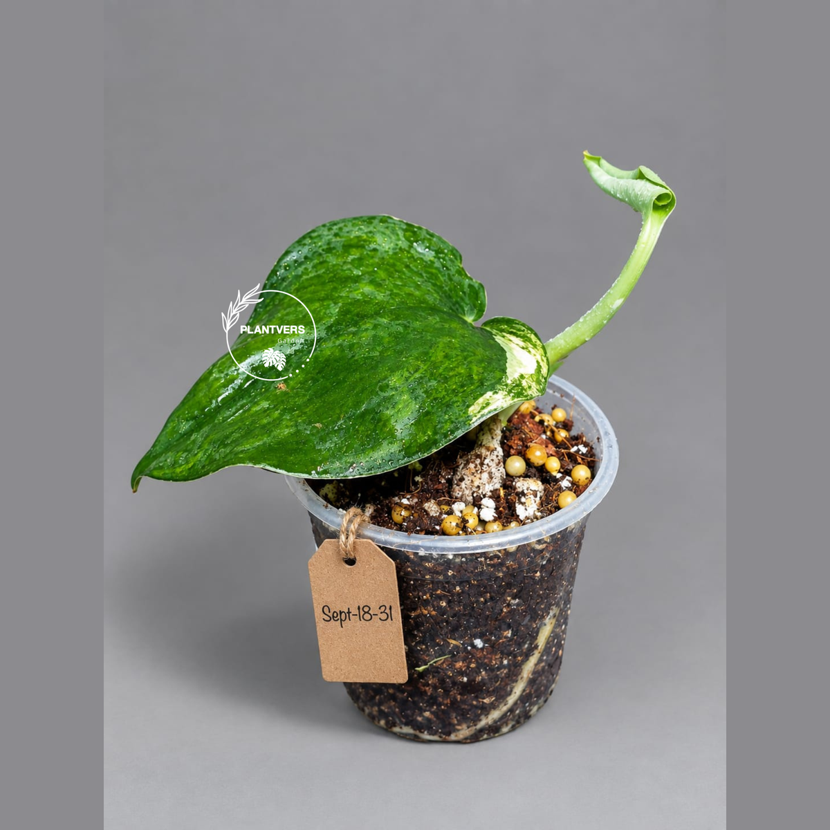 Scindapsus Jade Satin Variegated - Yellow Variegation - (Sep-18-31)