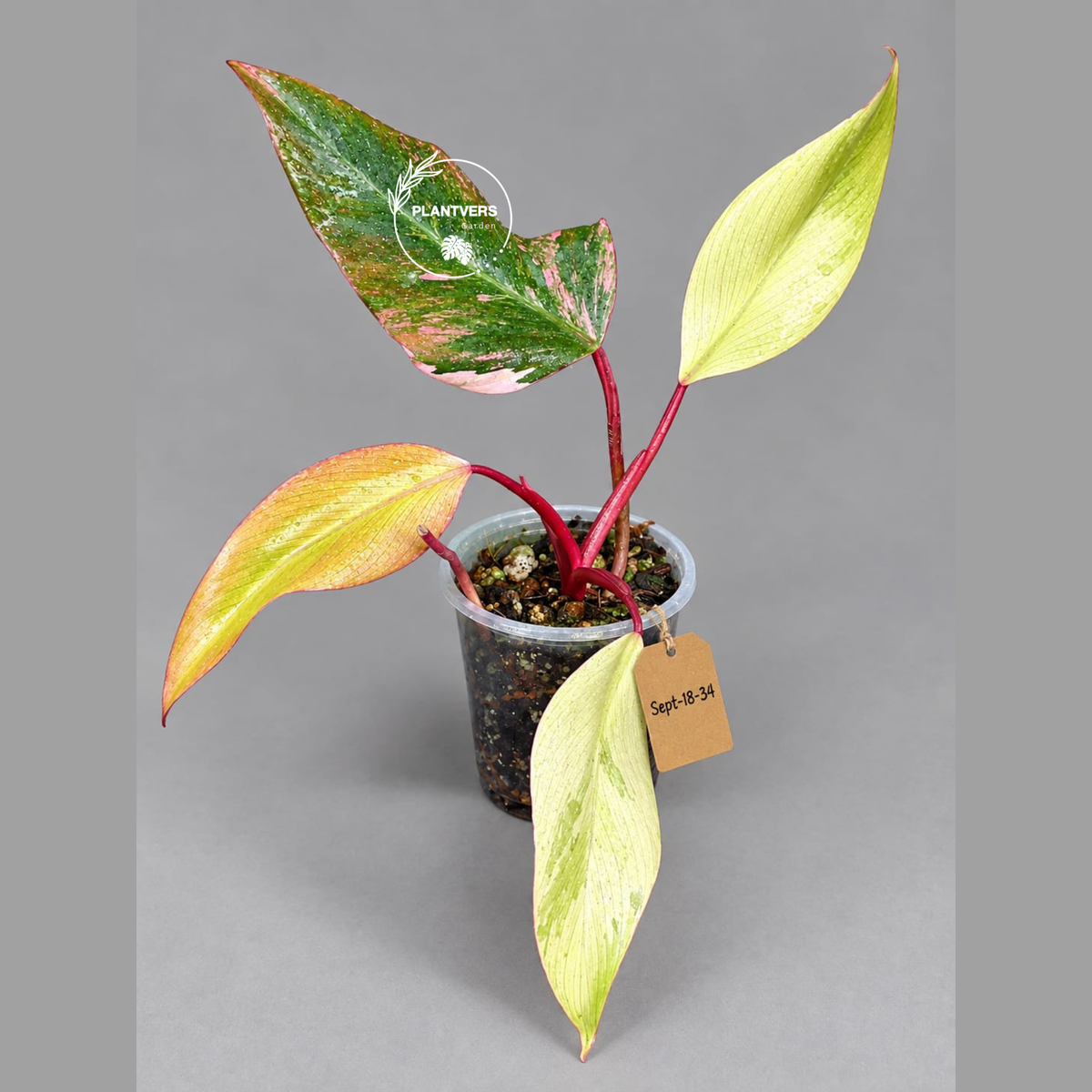 Rare Philodendron Strawberry Shake Variegated (Sep-18-34)