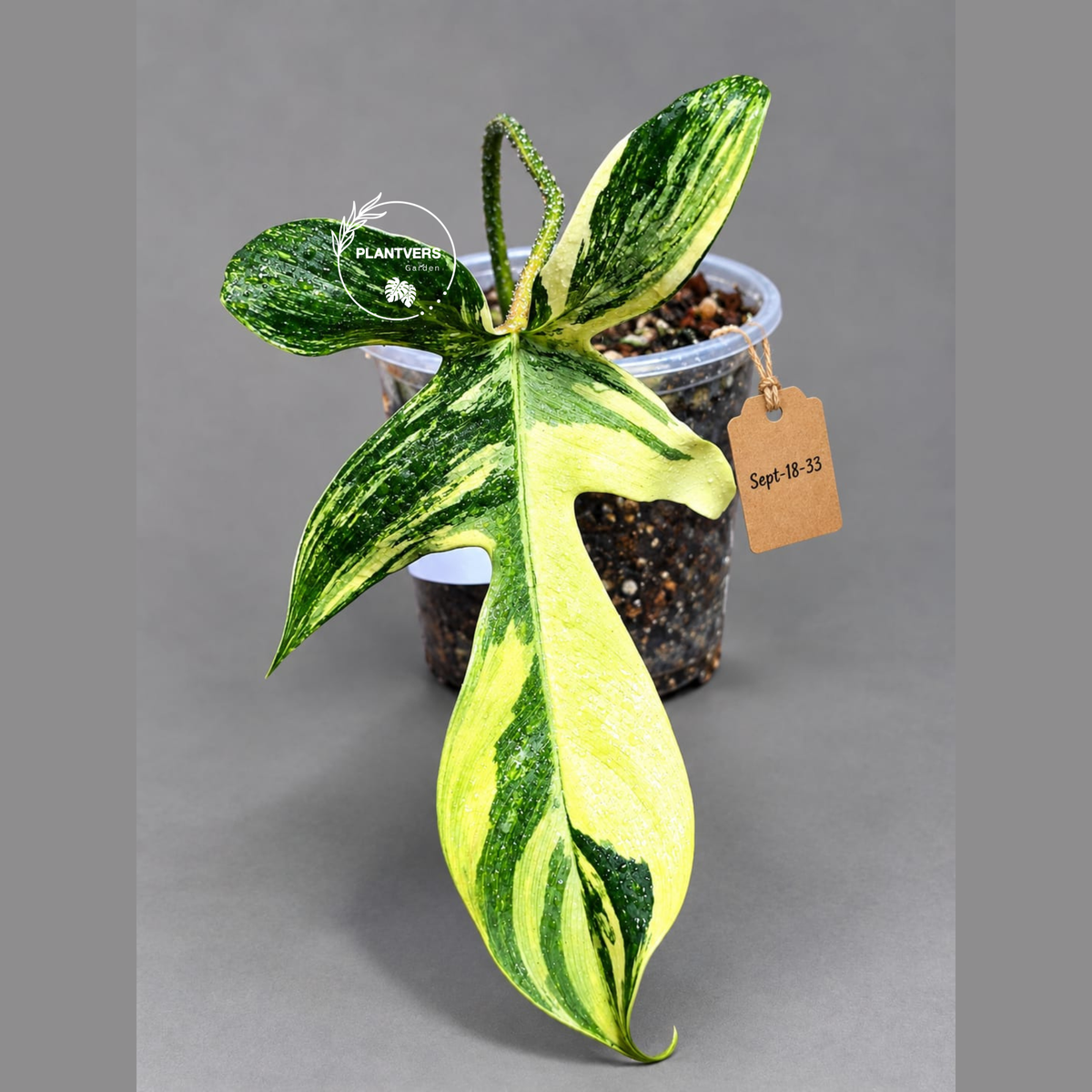 Variegated Philodendron Florida Beauty Live Plant (Sep-18-33)