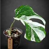Variegated Monstera Albo - White Albo Borsigiana (Sep-22-7)