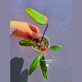 Variegated Philodendron Strawberry Shake - Live Exact Plant - (May-29-61)