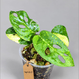 Monstera Adansonii Aurea Variegated (Sep-18-27)