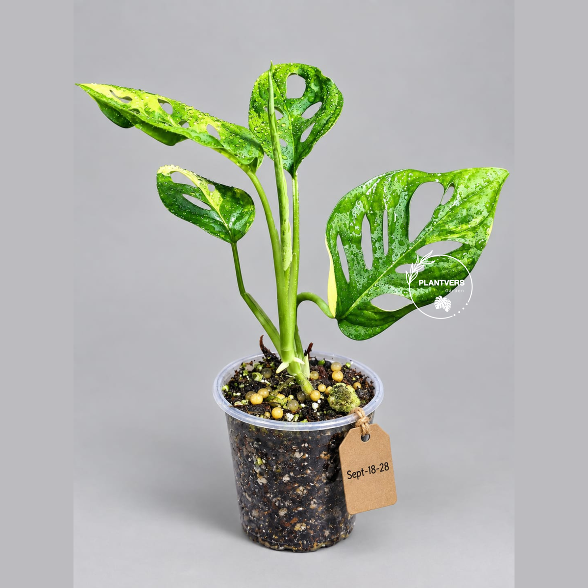 Monstera Adansonii Aurea Variegated (Sep-18-28)