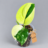 Scindapsus Jade Satin Variegated - Yellow Variegation - (Sep-18-30)