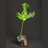 Monstera Borsigiana Aurea Variegated Plant - (Sep-22-10)
